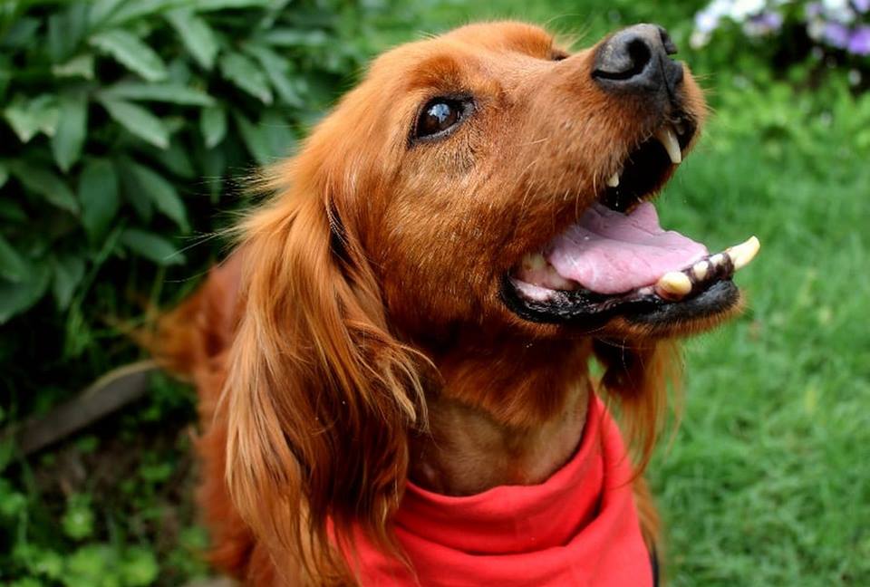 El perro Sonrisa en busca de un hogar definitivo