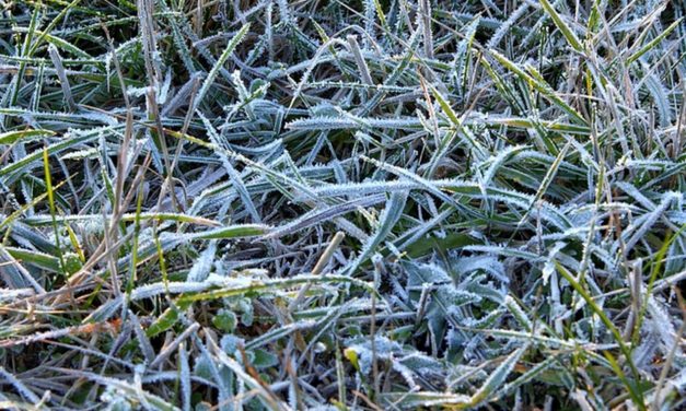 Declaran Alerta Temprana Preventiva por heladas matinales en la región de O’Higgins