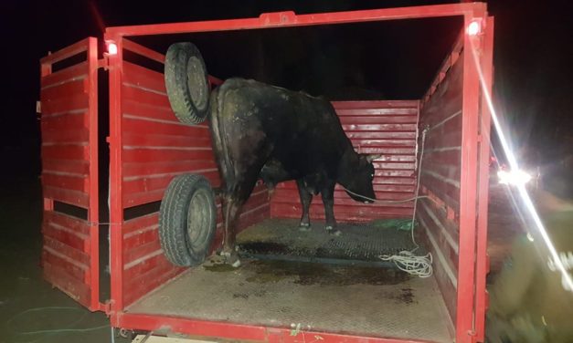 Detienen a dos sujetos por intentar robar un toro en Rancagua