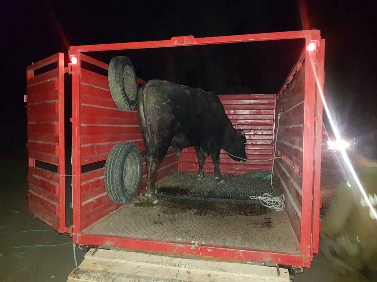 Detienen a dos sujetos por intentar robar un toro en Rancagua