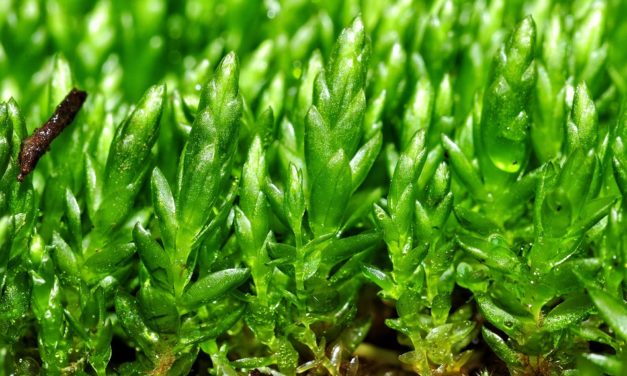 Briófitas: Las desconocidas plantas de la Reserva Nacional Río los Cipreses