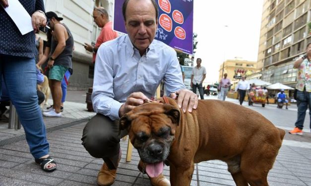 58% de los vecinos de Rancagua – Machalí consideran a los perros callejeros como el principal problema de sus barrios
