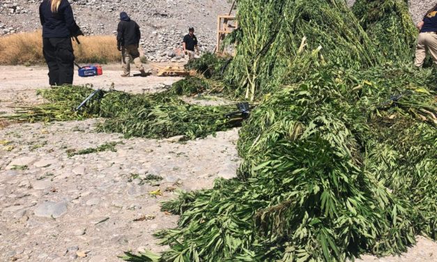 Incautan cerca de 4 mil plantas de marihuana en Machalí y otras comunas de O´Higgins