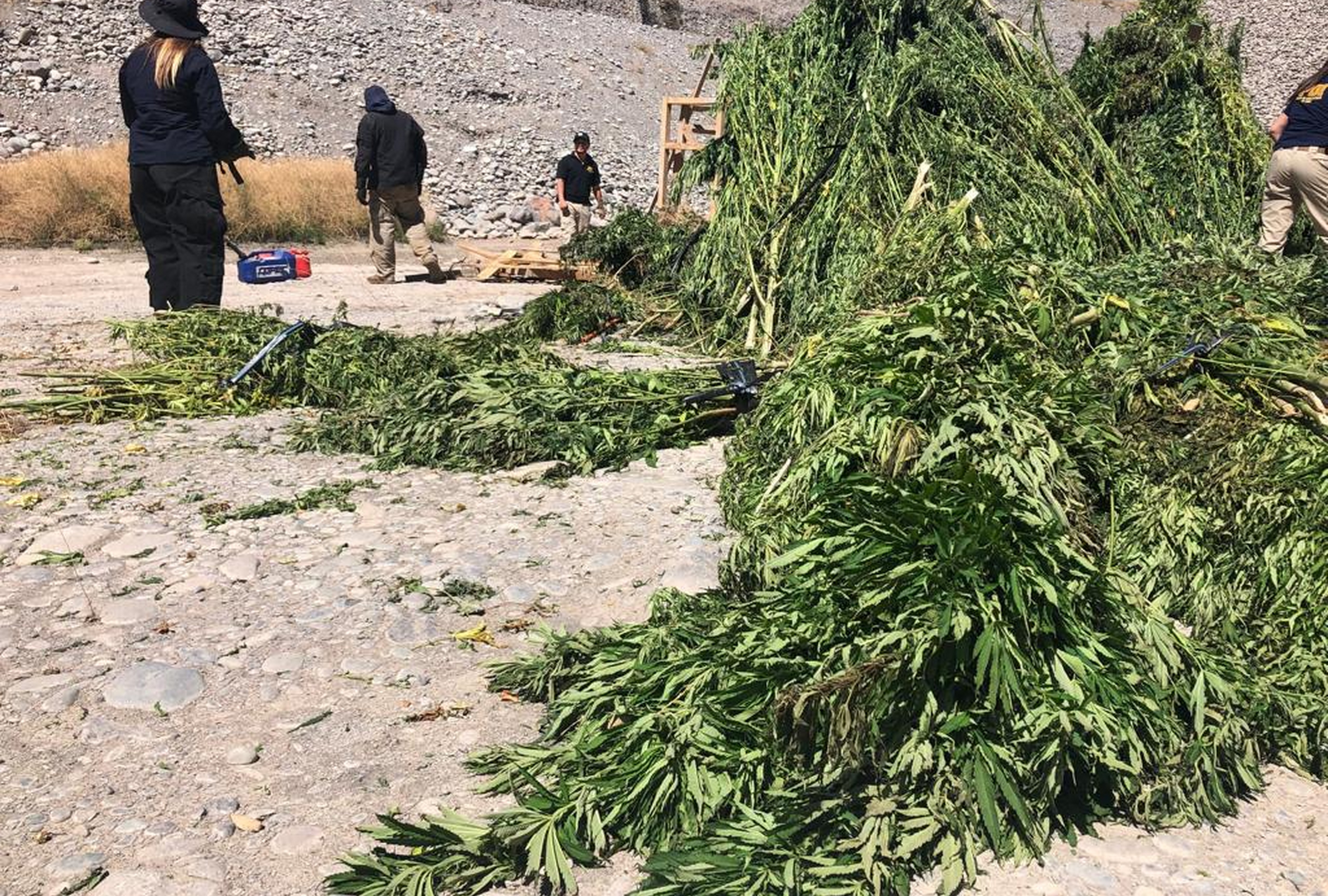 Incautan cerca de 4 mil plantas de marihuana en Machalí y otras comunas de O´Higgins