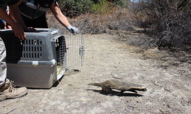 Reinsertan quique huérfano en Reserva Nacional Río de los Cipreses
