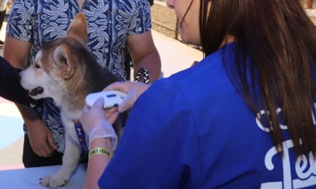 Primer año “Ley Cholito”: Más de 90 mil mascotas han sido inscritas  en la región de O’Higgins