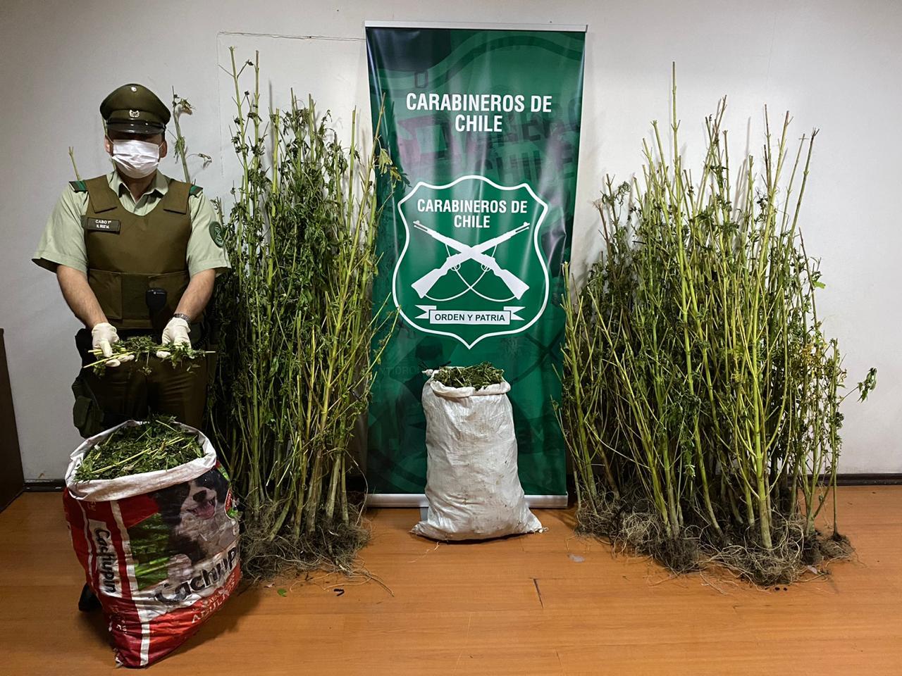 Decomisan mas de cien plantas y 27 kilos de marihuana en Machalí