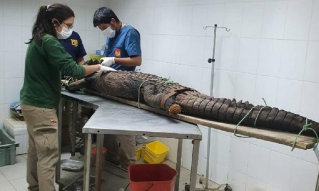 Encuentran cocodrilo disecado en jardín de casa en Rancagua