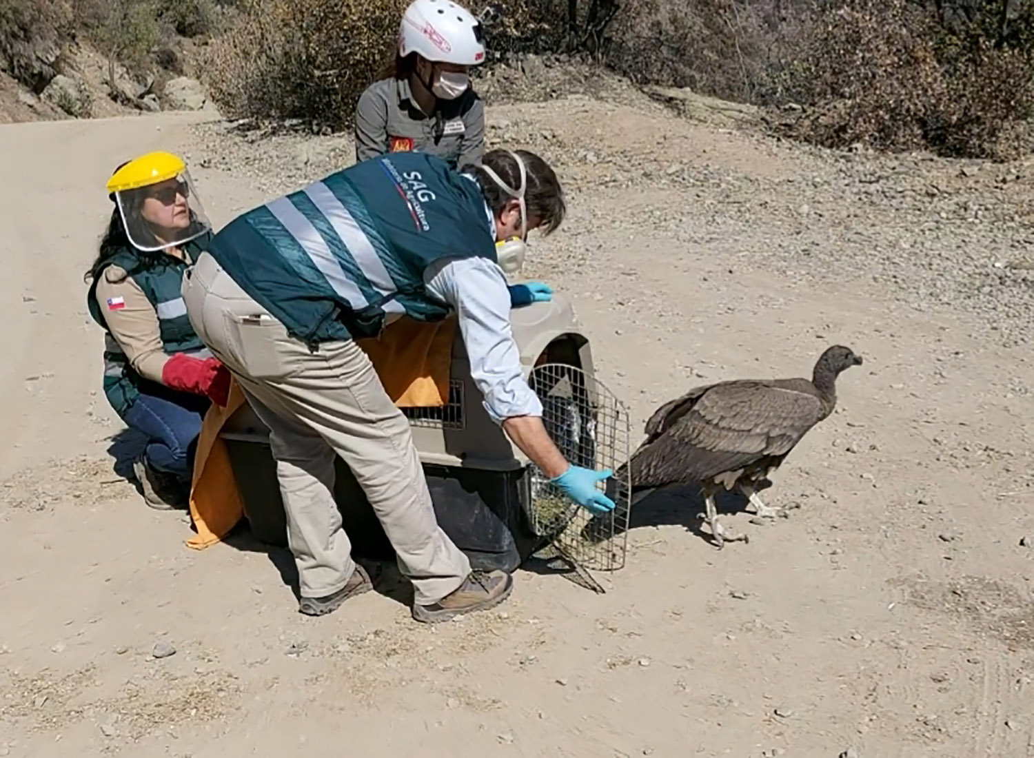 Liberan cóndor en Pangal