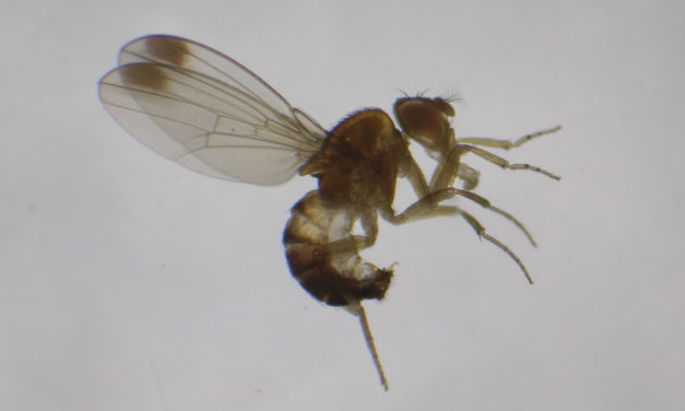 Mosca de alas manchadas ya es plaga presente en la Sexta Región
