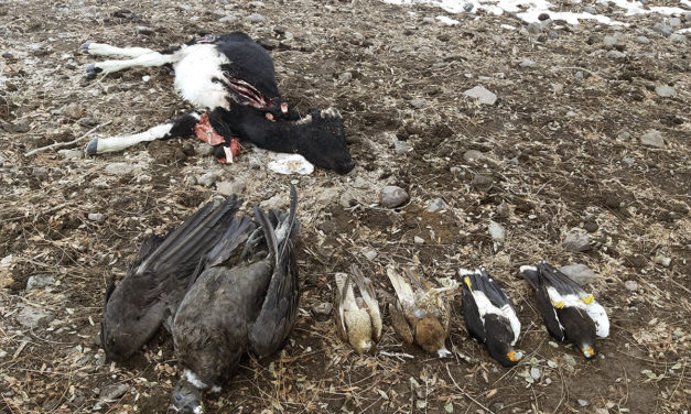 Denuncian envenenamiento de cóndores en la cordillera de O´Higgins