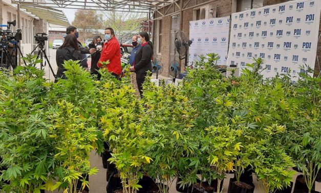 Incautan casi cien plantas de marihuana en El Polo de Machalí