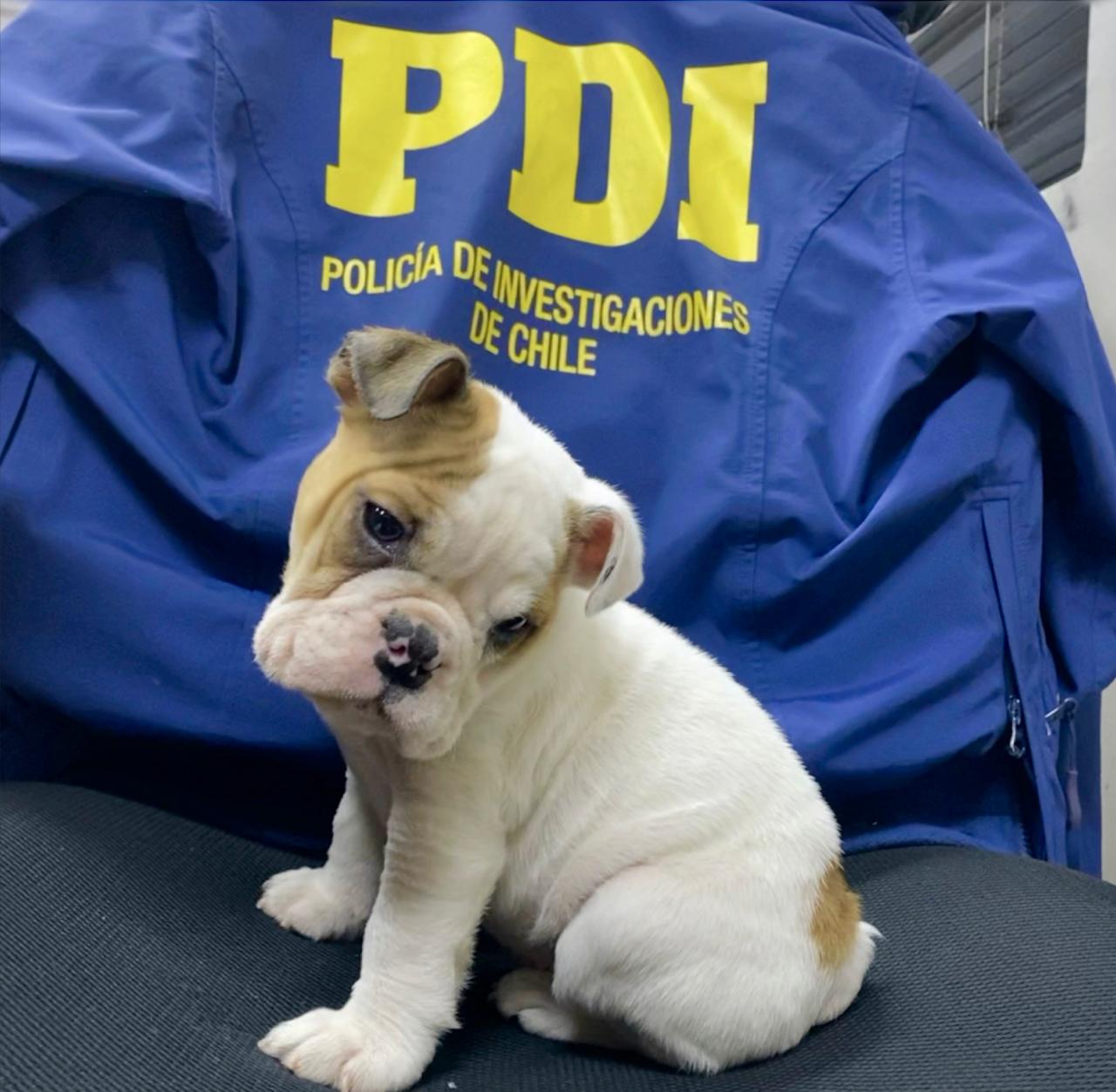 Recuperan cachorro robado en celebración de cumpleaños