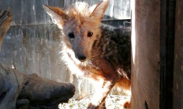 Zorro enfermo es rescatado y llevado a rehabilitación por guardaparques de la Reserva Río de los Cipreses