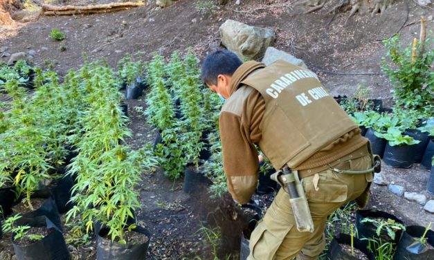 Incautan 145 plantas de Marihuana en Precordillera de Machali