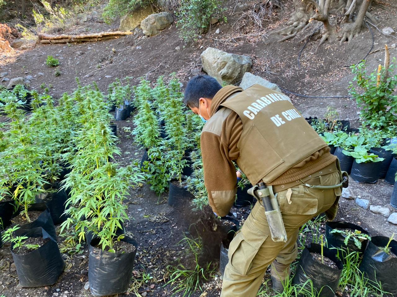 Incautan 145 plantas de Marihuana en Precordillera de Machali