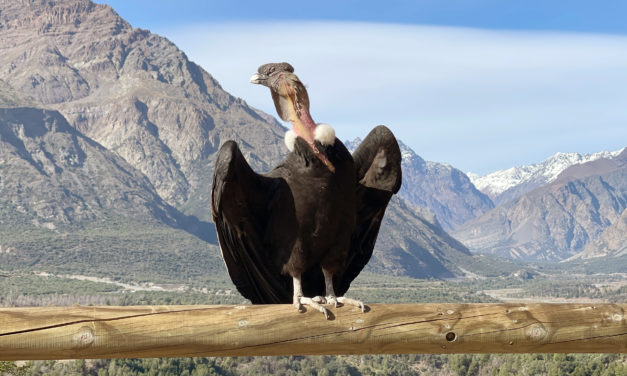 Cóndor rehabilitado es puesto en libertad en Machali