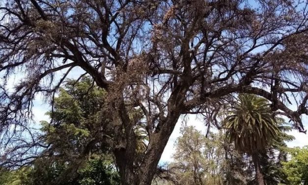 Iniciarán recuperación del Alcornoque de la Plaza de Machali