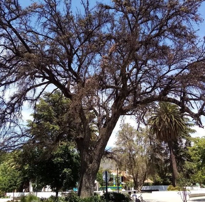 Iniciarán recuperación del Alcornoque de la Plaza de Machali