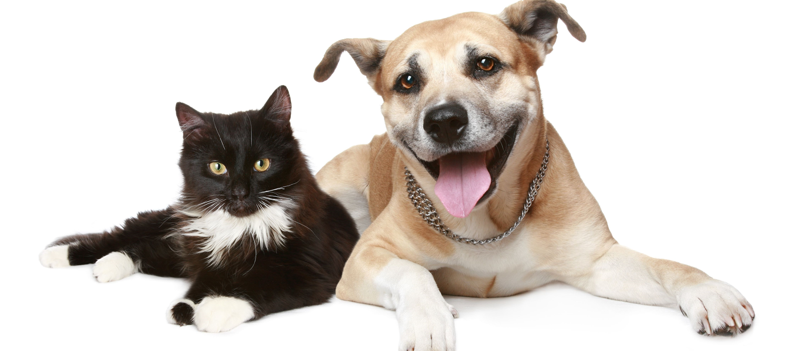 Realizarán operativos de esterilización de perros y gatos en Machali