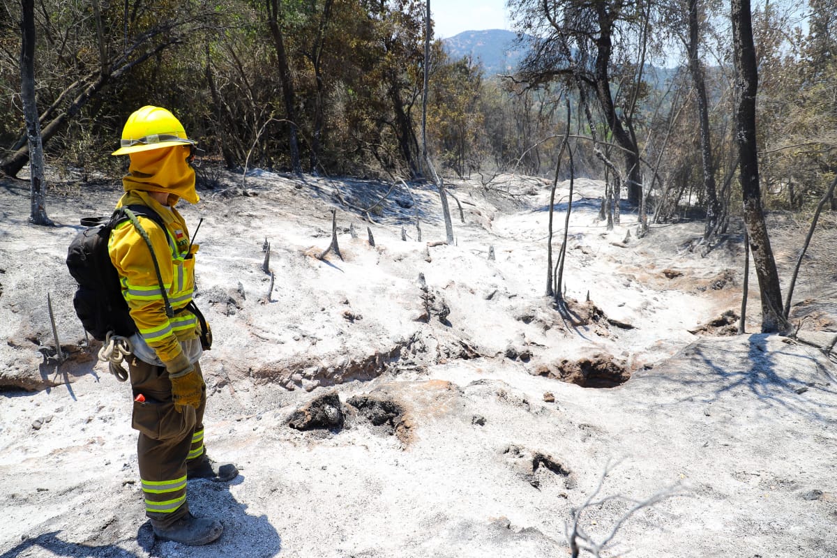 Logran extinguir incendio forestal en Machali