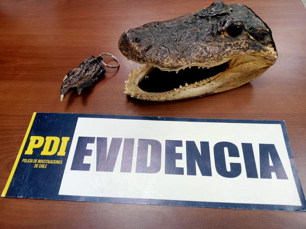 Incautan partes de lagartos que eran vendidos en el Paseo Estado de Rancagua